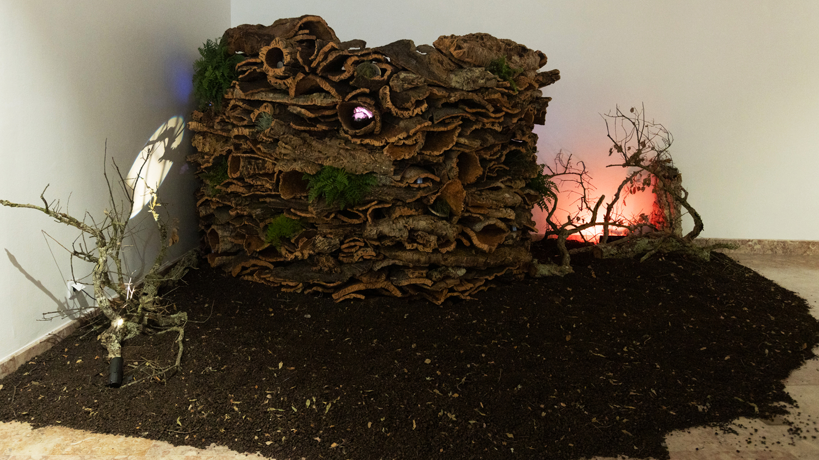 Ecosistema: vida, cortiça, luz e água