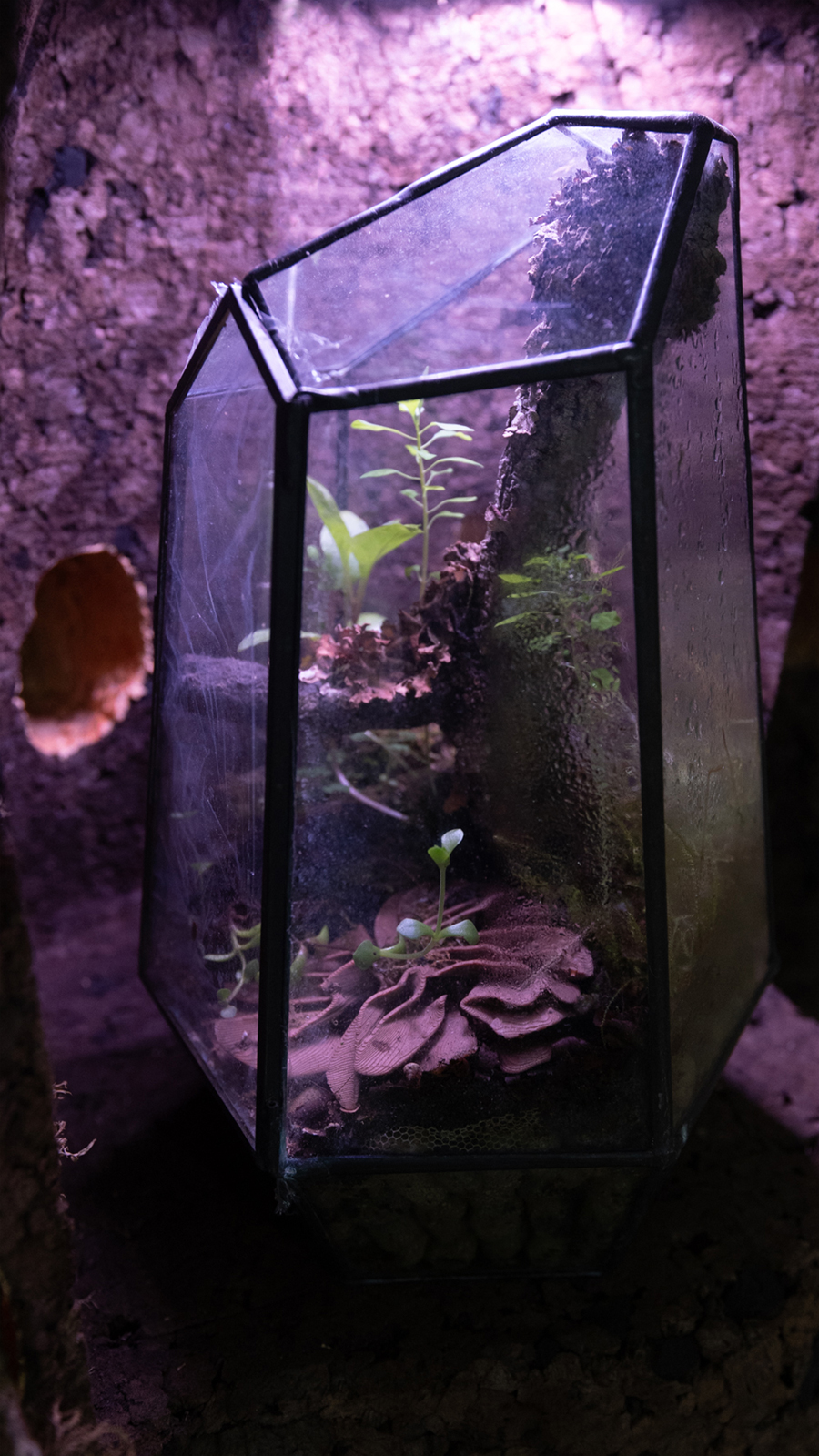 Ecosistema: vida, cortiça, luz e água