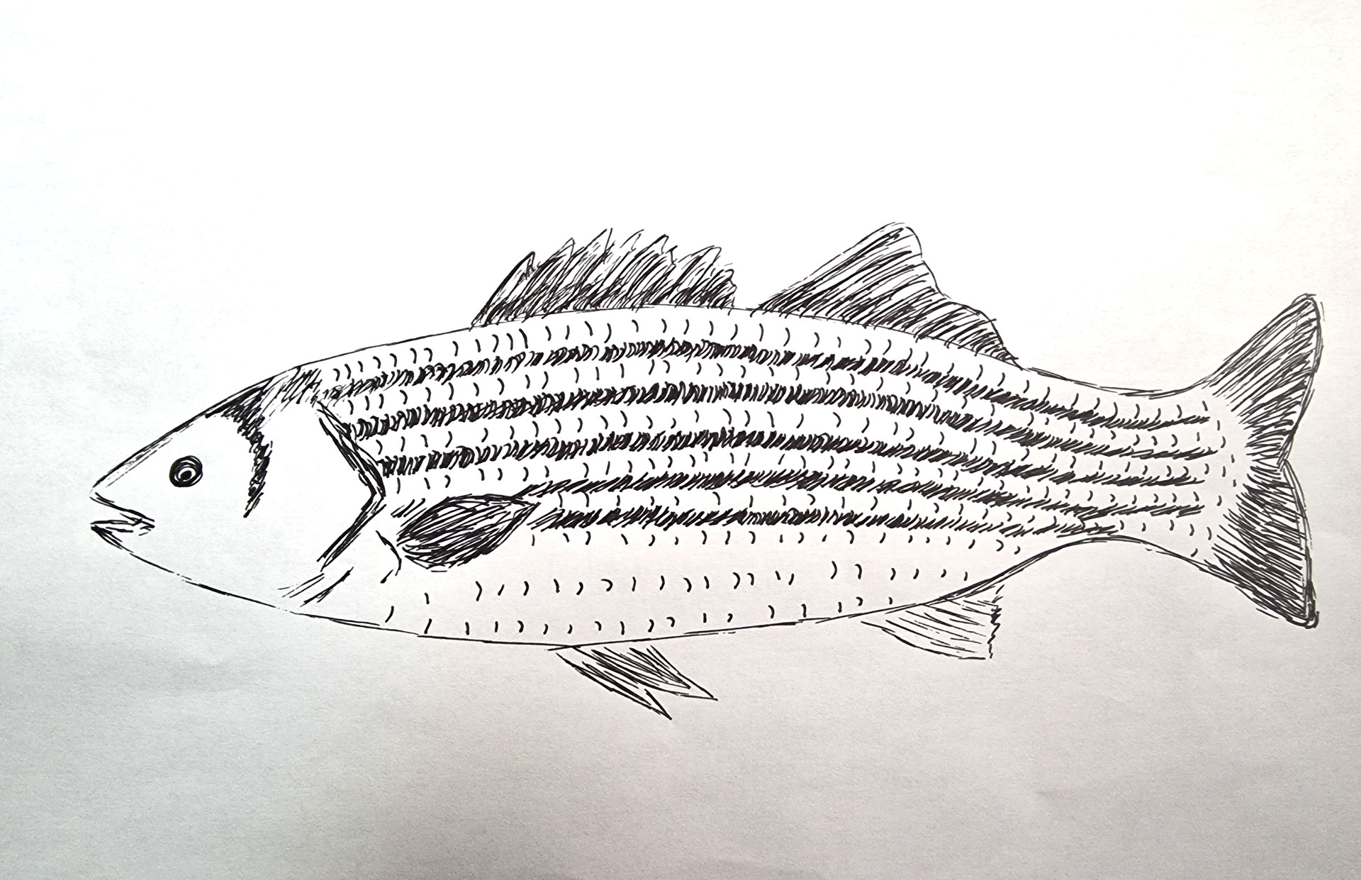 fish32